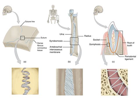 9.2 Fibrous Joints – Mohawk – PN Structure & Function of the Human Body