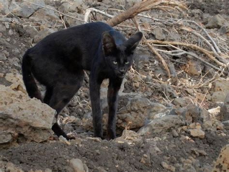 Melanistic serval seen again - Africa Geographic