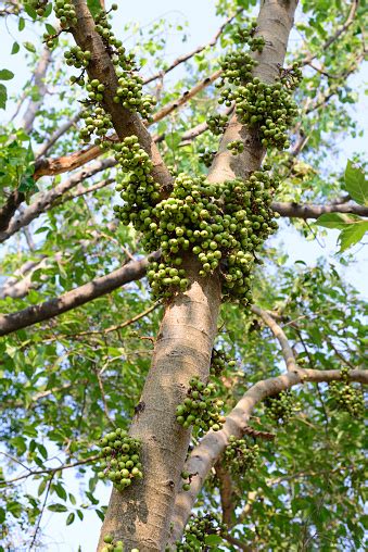 Buah Ara Hijau Di Pohon Di Hutan Foto Stok - Unduh Gambar Sekarang ...