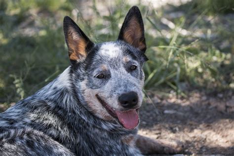 Bluey Australian Cattle Dog - InfoRekomendasi.com