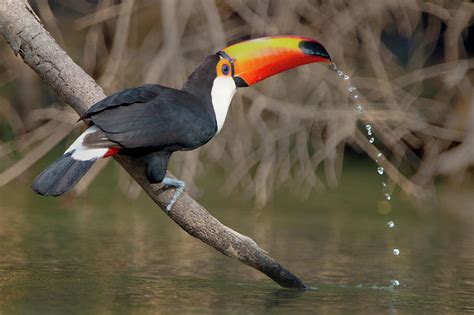 Toco Toucan Ramphastos Toco Drinking Photograph by Animal Images - Pixels