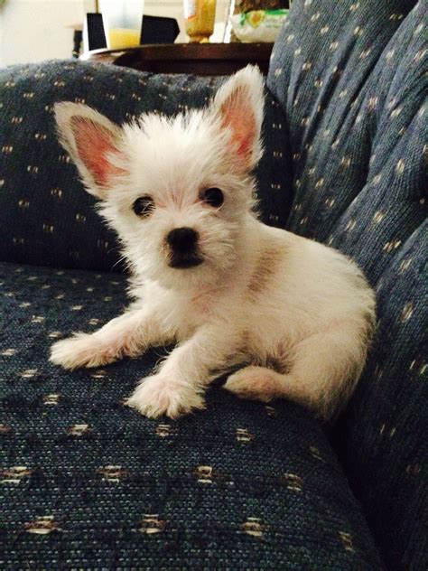 Yorkie Maltese Chihuahua Mix Puppies