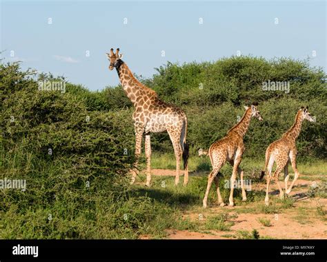 Wild Animals In African Forest