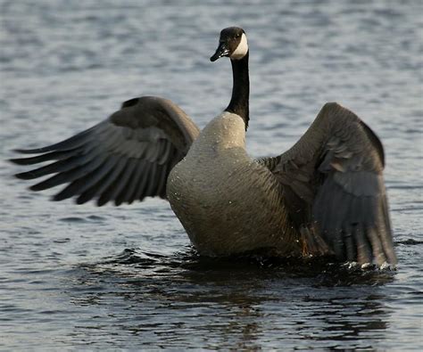 Goose | Rate Every Animal