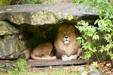 Lion in cave wallpaper | animals | Wallpaper Better