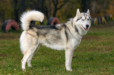 Meet the Siberian Husky!