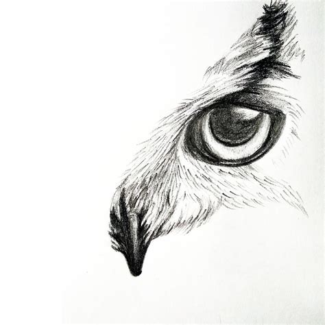 Owl Eyes Drawing