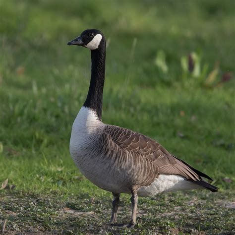 Canada goose - Wikipedia