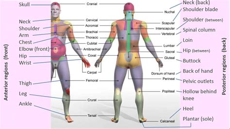 Anatomical Regions Of Body - Anatomical Regions, Dr. Madden | Bodenswasuee