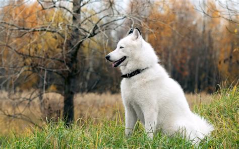 7 Things You Need To Know About The Siberian Husky - Animalso