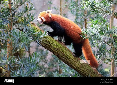 Red Panda, adult climbing on tree, Asia, Ailurus fulgens fulgens Stock ...