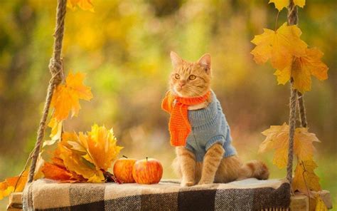 Fall Wallpaper With Cats