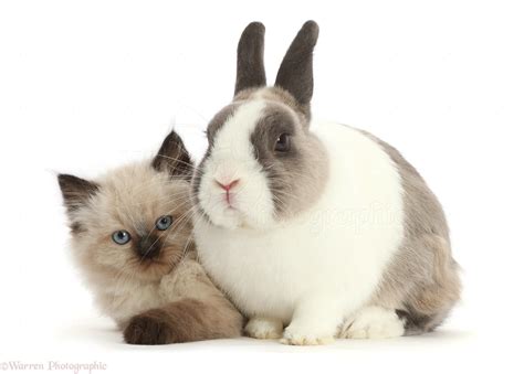 Pets: Persian x Ragdoll kitten and Netherland Dwarf rabbit photo WP49137