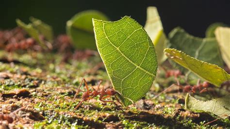 Leaf Cutter Ants: The First Farmers – Wildstock Photography