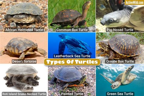 Different Types Of Turtles Names