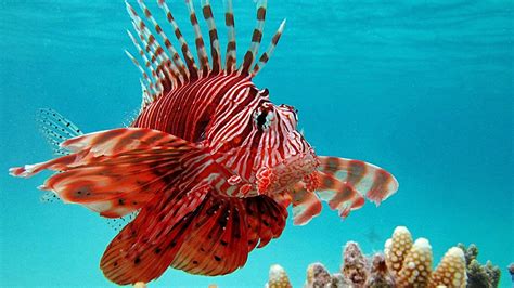 Lionfish Sting: Symptoms, Treatment, and Recovery