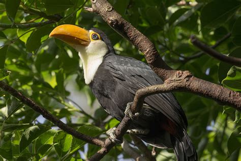 Toucan play that game 😉 Toco toucan chicks hatched...