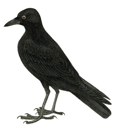 Halloween Crow Image or Raven - The Graphics Fairy