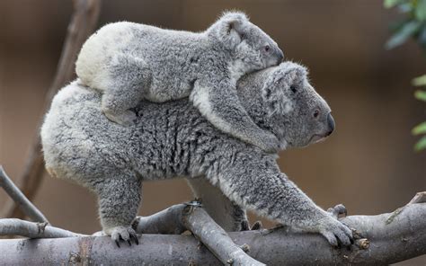 koala, Baby, H Wallpapers HD / Desktop and Mobile Backgrounds