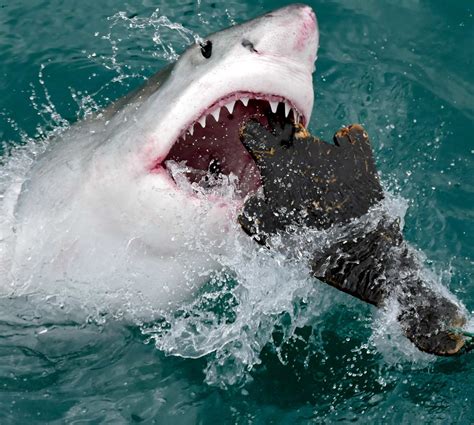 20 Scariest Shark Attacks Ever | Oddee - Shark