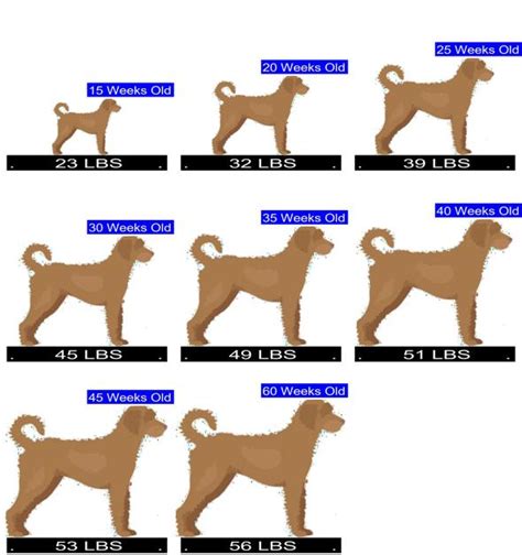 Labradoodle Size Chart: A Guide To Their Growth