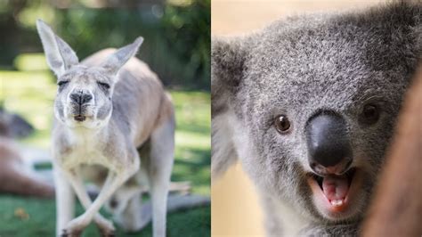 Koala Teeth