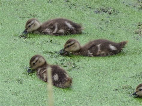 Gadwall ducklings at Ridgefield Wildlife Refuge. | Wildlife refuge ...