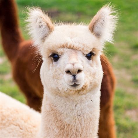 Lama | Zoologiste.com