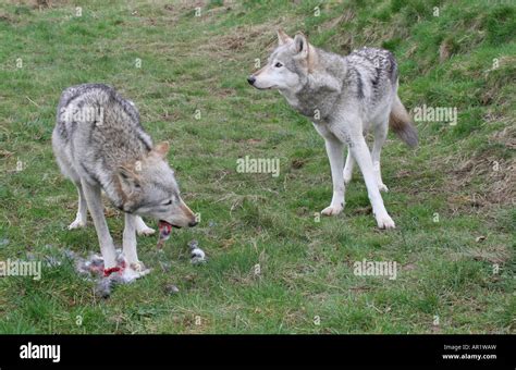 Wolf Rabbit Stock Photos & Wolf Rabbit Stock Images - Alamy