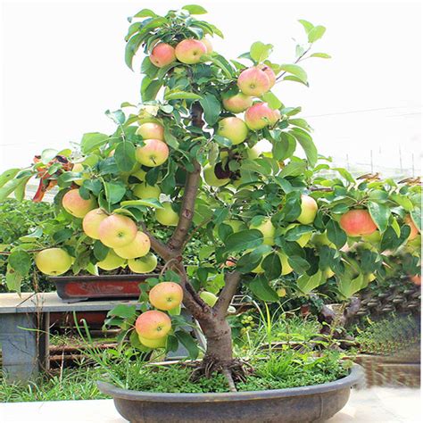 50pcs Very Rare Dwarf Apple Tree Sweet Fruit Planted Fruit Trees Seeds ...