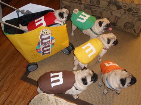 pug costume on Tumblr