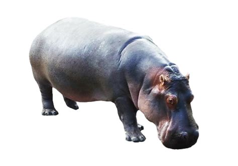 Hippo Transparent | PNG All