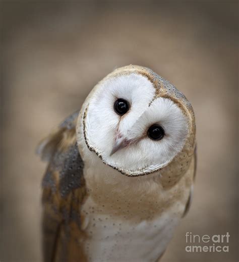 Curious Barn Owl Closeup Portrait Photograph by Brandon Alms - Pixels