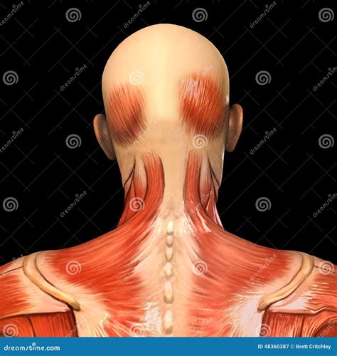 Human Anatomy Posterior Head Muscles Stock Illustration - Image: 48360387