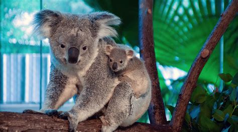 With a baby joey, Riverbanks Zoo continues to see success in koala ...