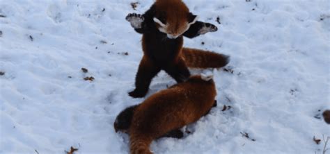 Red Pandas Love the Snow and Are Well Adapted To It