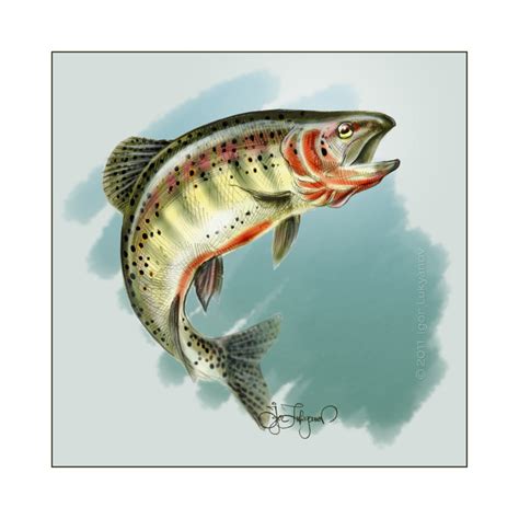 Trout Drawing at GetDrawings | Free download