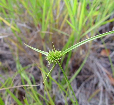 Cyperus lupulinus (Great Plains flatsedge): Go Botany