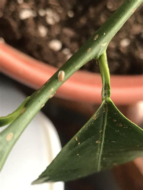 Lemon Tree Pest Diagnosis? : r/houseplants