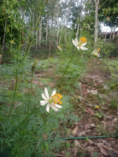 The Flower of the Kenikir Plant Stock Photo - Image of herb, woodland ...