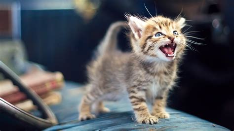 Why is my kitten crying? | PetsRadar