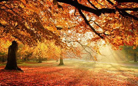 Autumn Tree Wallpaper - WallpaperSafari