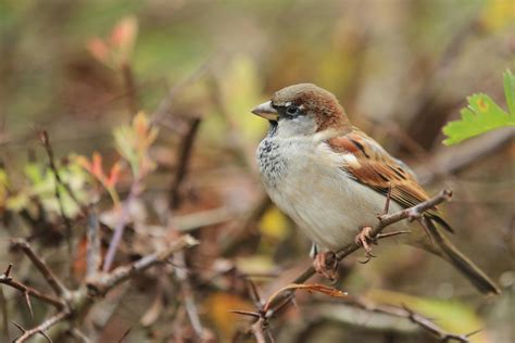 Feather Mites in Birds - Symptoms, Causes, Diagnosis, Treatment ...