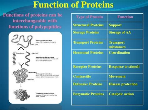 Protein as a Biomolecule