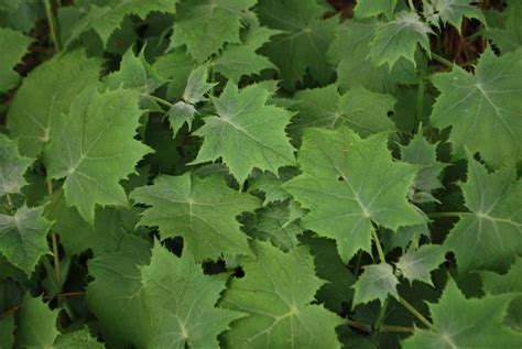 Kirengeshoma Palmata | Emerald Plants