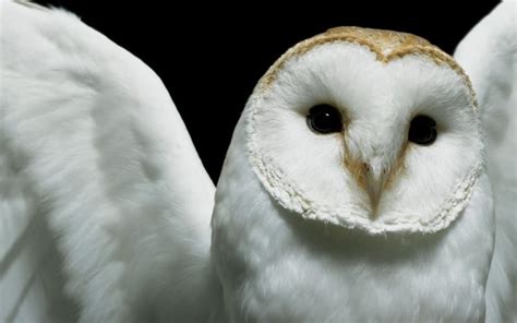 owl, Closeup, Deftones Wallpapers HD / Desktop and Mobile Backgrounds