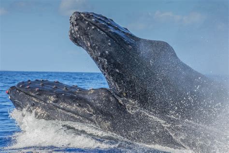 MATING BEHAVIOR • WHALE TRUST MAUI