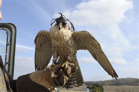 Gallery - Roedel Falconry (Newbury, Berkshire, England)