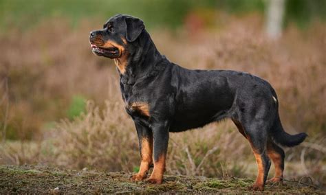 Rottweiler Breed: Characteristics, Care & Photos | BeChewy