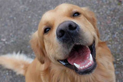 Why Do Golden Retrievers Smile? - Retriever Advice